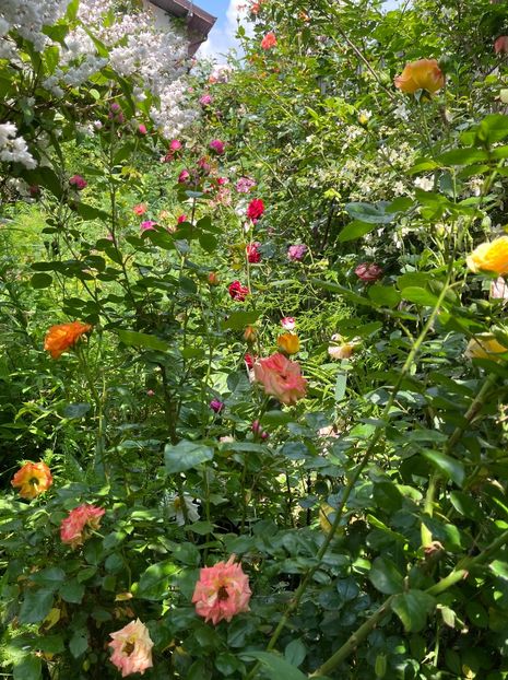 366E19F7-B6B2-4DFD-A8C5-E627AE3F268C - Trandafiri 2023 2