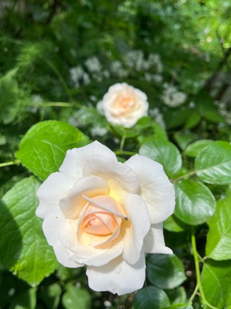 C0C55EF7-2C6B-448E-8C22-02A7E66743D8 - Trandafiri 2023 2