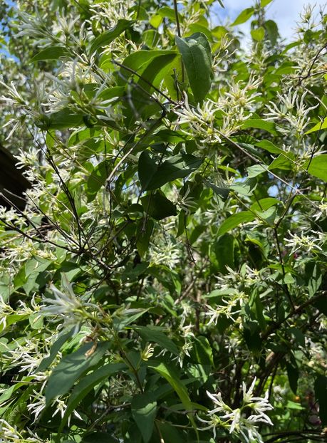 B493209A-7B35-405C-93E7-E67E155AD4B6 - Trandafiri 2023 2