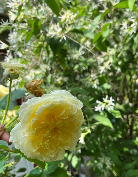 D46AC538-1FD2-4D04-AEF3-987EAF71599D - Trandafiri 2023 2