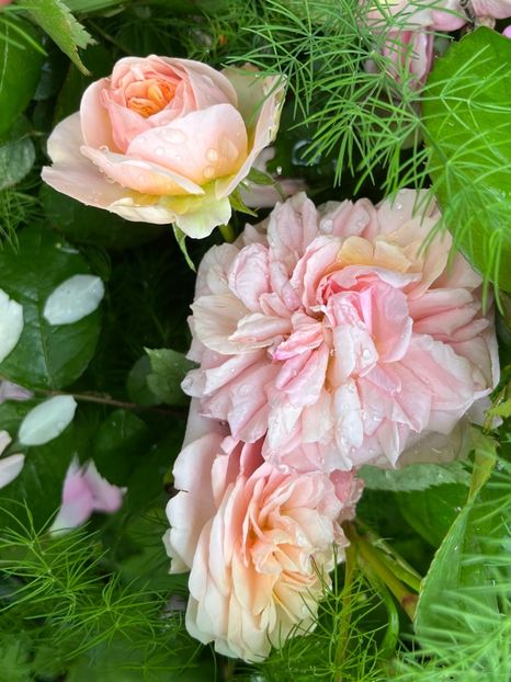 B768135B-FB42-4A47-923B-7292CC4EEDCF - Trandafiri 2023 2