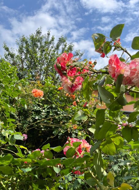 AC336F08-A676-4EBE-839F-89329F7D029D - Trandafiri 2023 2