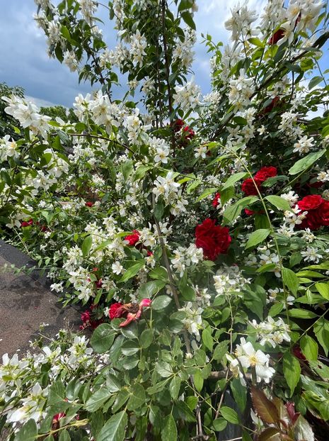 145ED338-FB30-4061-BC9A-E8E7C14C0D9D - Trandafiri 2023 2