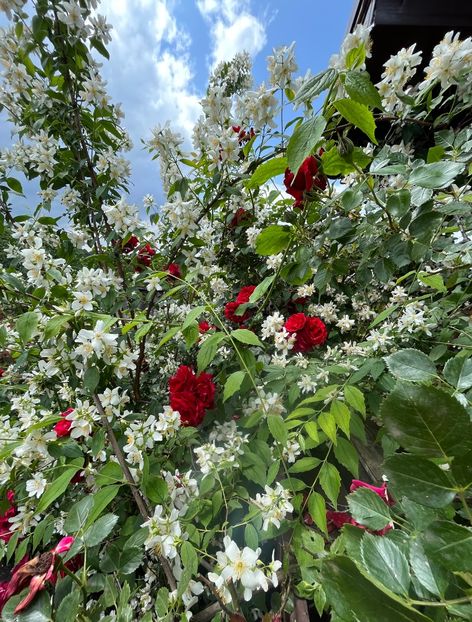 04C8AAD2-595B-4F0B-832E-9C92496F716D - Trandafiri 2023 2