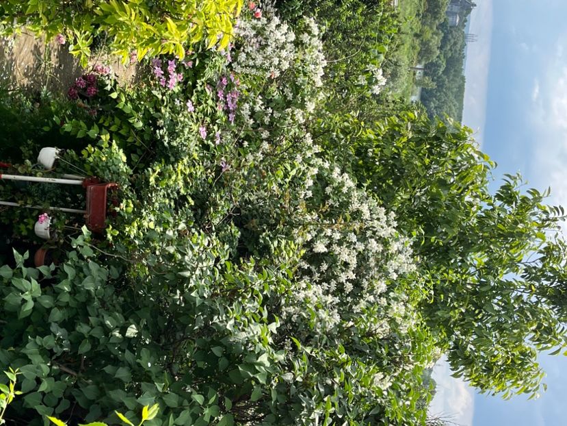 DB13E377-43A2-4801-9041-6959ED37CF8A - Trandafiri 2023 2