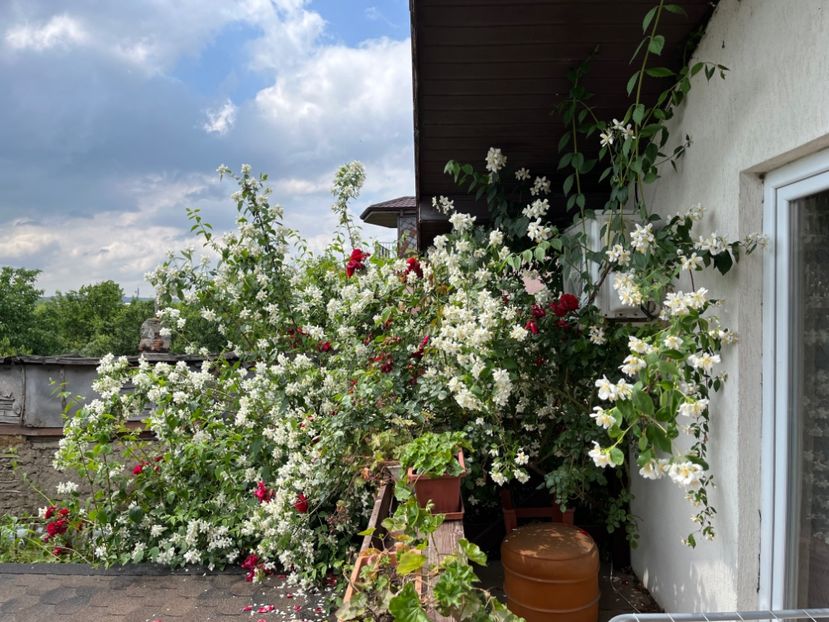 1987CBF4-6C24-45E5-8D23-861781219131 - Trandafiri 2023 2