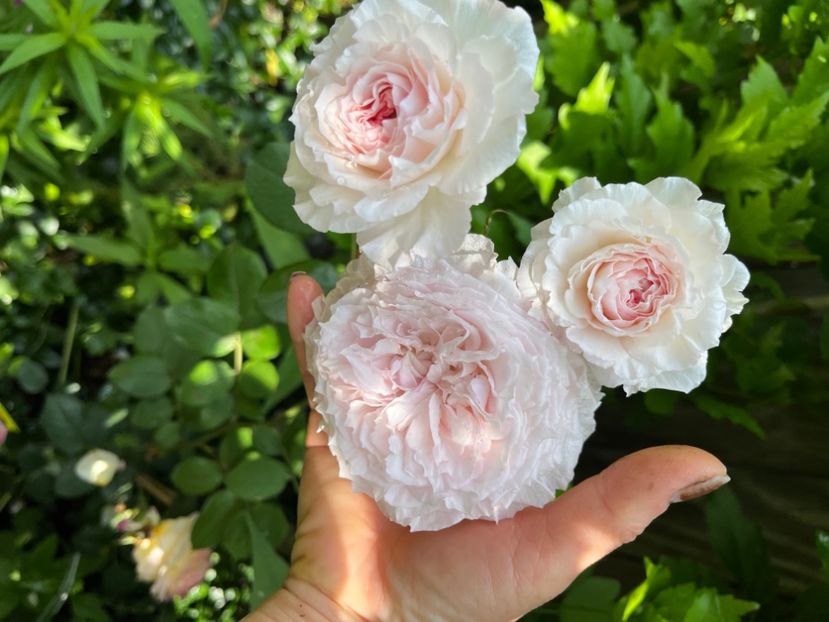 DD14E48E-1CAE-4037-90BB-DA18CF6ABE68 - Trandafiri 2023 2