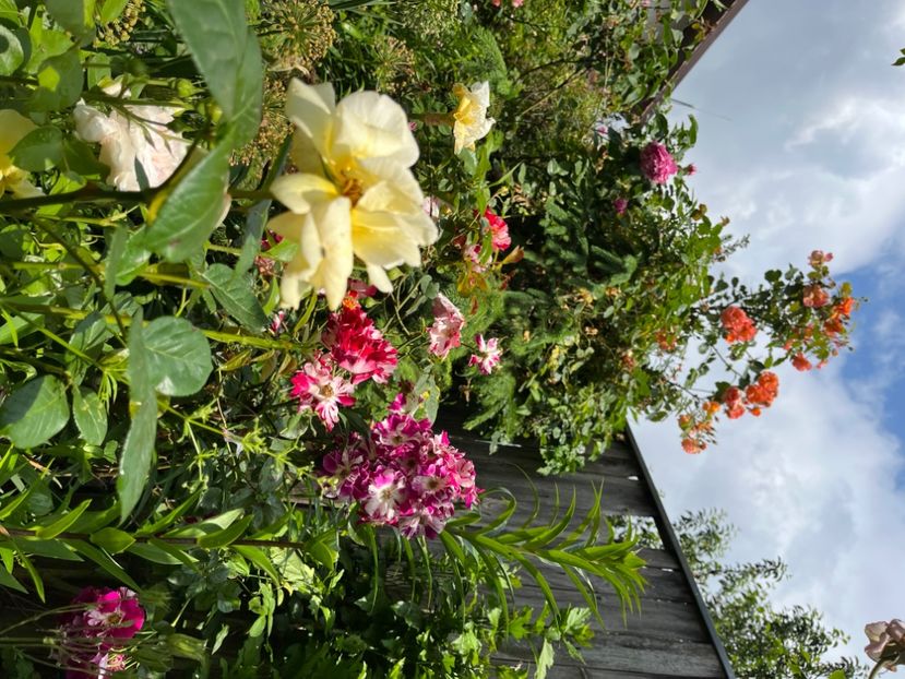 569841D1-E467-4CAA-A2AD-4707B6635D01 - Trandafiri 2023 2