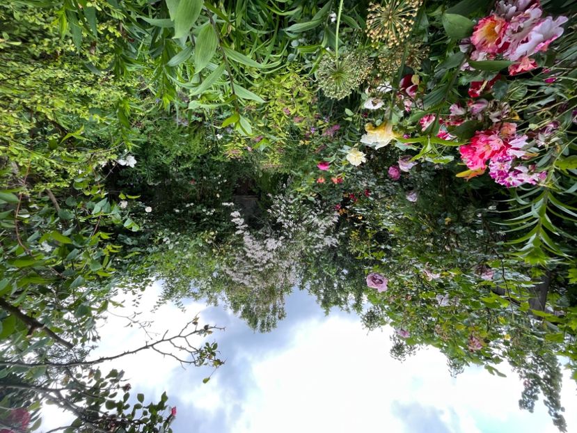 9417D44F-3509-4686-A7A3-1D344227520A - Trandafiri 2023 2