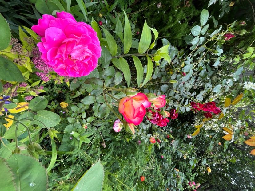 170F40F8-C4D2-4CEE-96BD-EE9E69C60826 - Trandafiri 2023 2