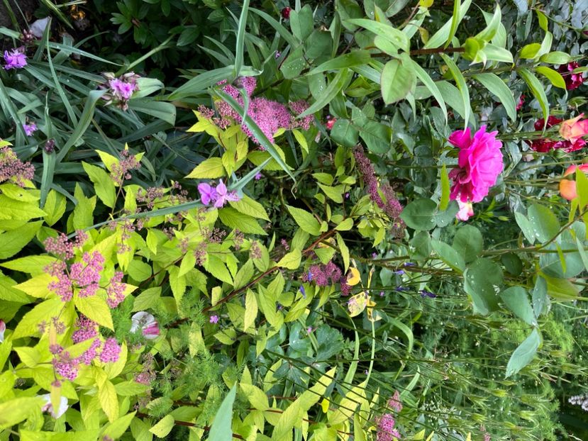 AE750D74-5DC3-44B7-908E-ED46C4B34123 - Trandafiri 2023 2