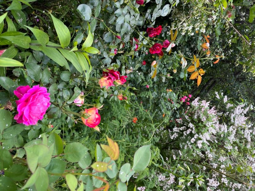 42DDB7BB-89E0-4836-861F-8C398237CECB - Trandafiri 2023 2