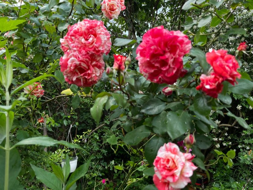 2E4A2133-D592-4F74-B202-E71421D0D623 - Trandafiri 2023 2