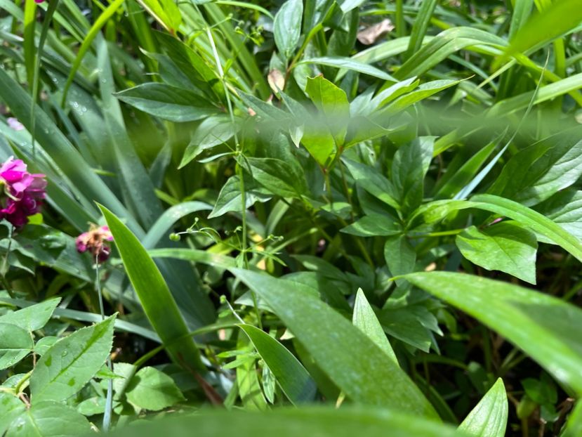 A77EA84F-5335-40E5-85B0-F630865709B7 - Trandafiri 2023 2