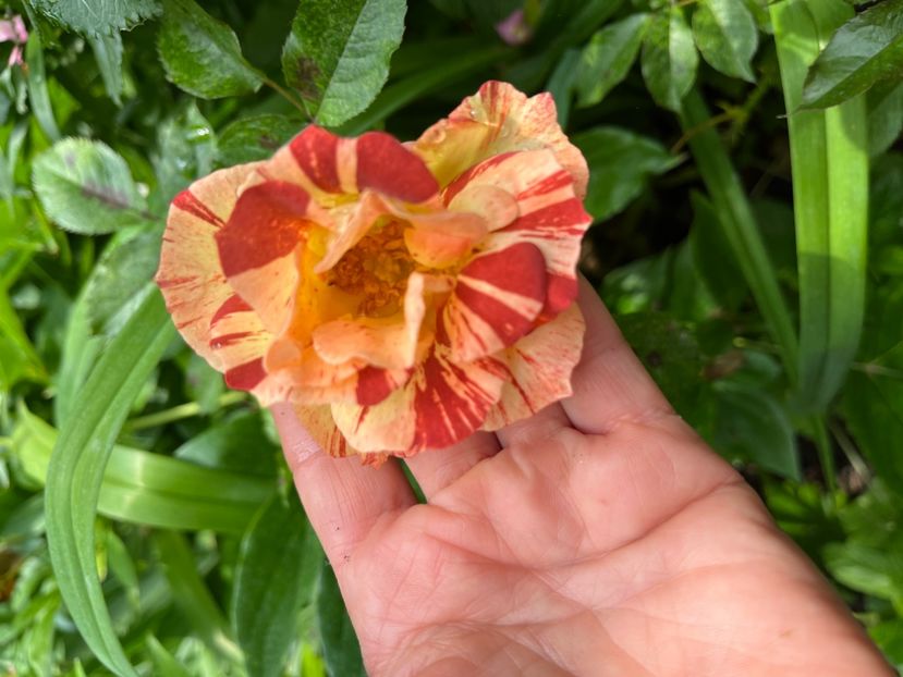 0D954B4F-7EC8-4985-96B0-0DE1F8CE3577 - Trandafiri 2023 2