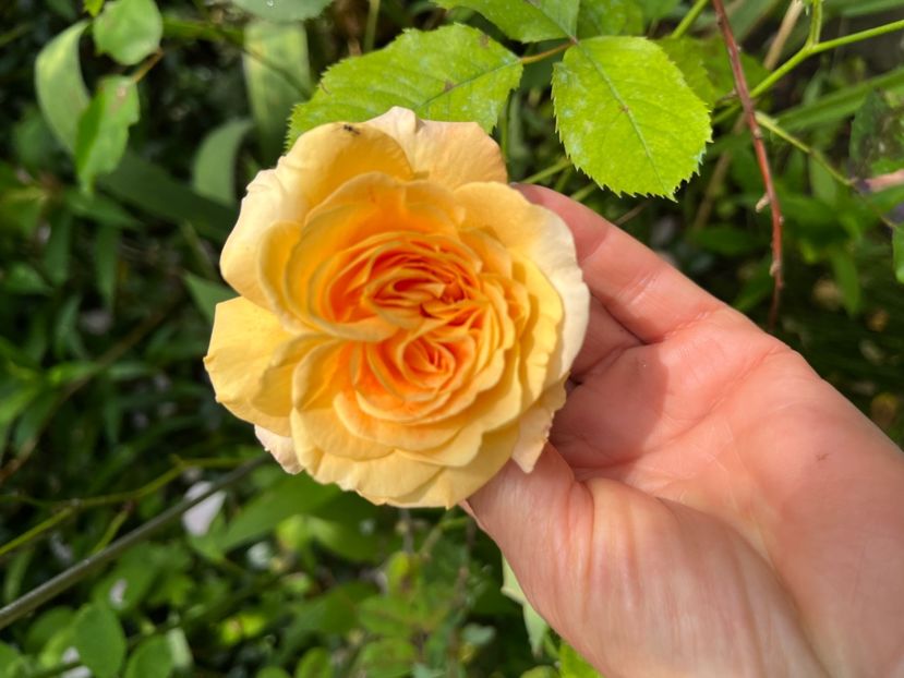 14B259FF-4B52-4C8A-A374-64962D47CA29 - Trandafiri 2023 2