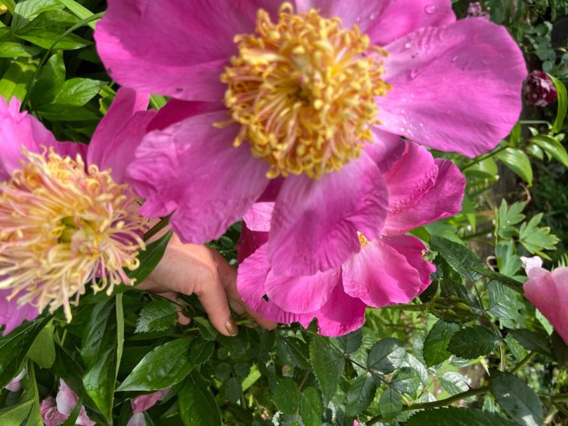 CBD7A6E0-047A-4AD9-8E74-B82041188E3E - Bujor