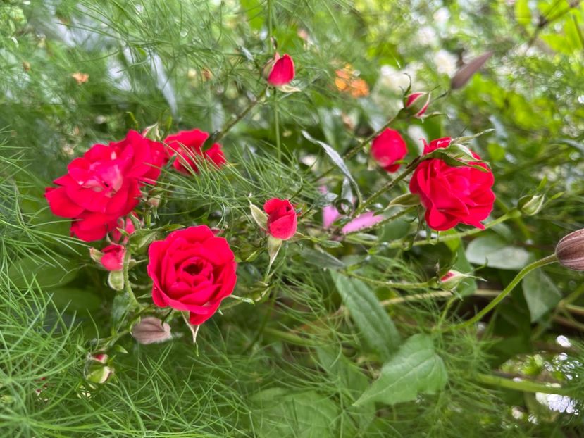 BDB457B3-62B8-48A0-8861-3F0305C45734 - Trandafiri 2023 2