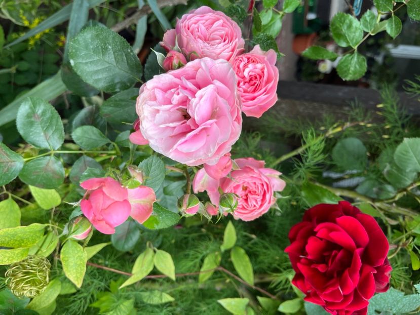 3BA0910D-E789-489A-8881-FEE188EB2D9A - Trandafiri 2023 2