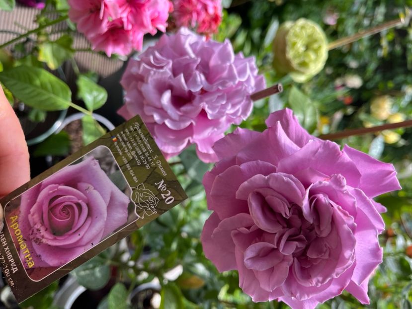 781DE658-C8E7-49CA-8717-F6CC2B724075 - Trandafiri 2023 2