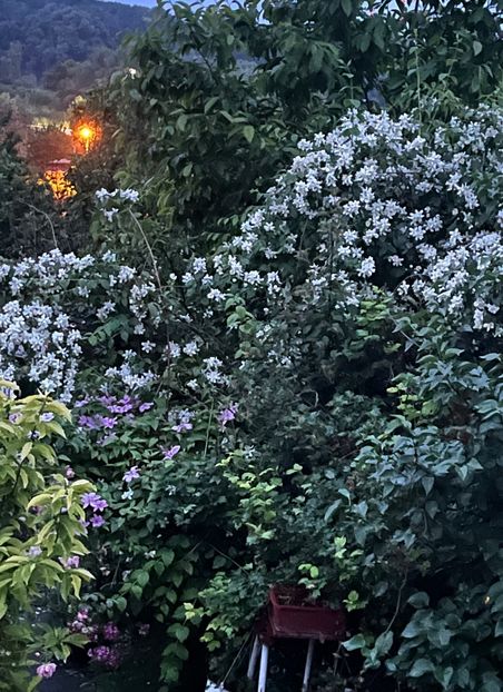 9E1E37DC-2069-4F3D-B7EA-21018F1E9E43 - Trandafiri 2023 2