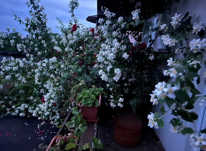 52BE107C-2EE3-4EA9-8204-E6602F4BCDE0 - Trandafiri 2023 2