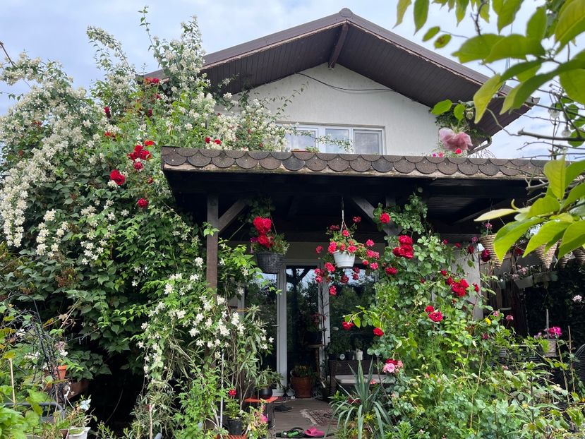 53D592E6-0CE2-4DD8-895F-E904D3D7EA47 - Trandafiri 2023 2