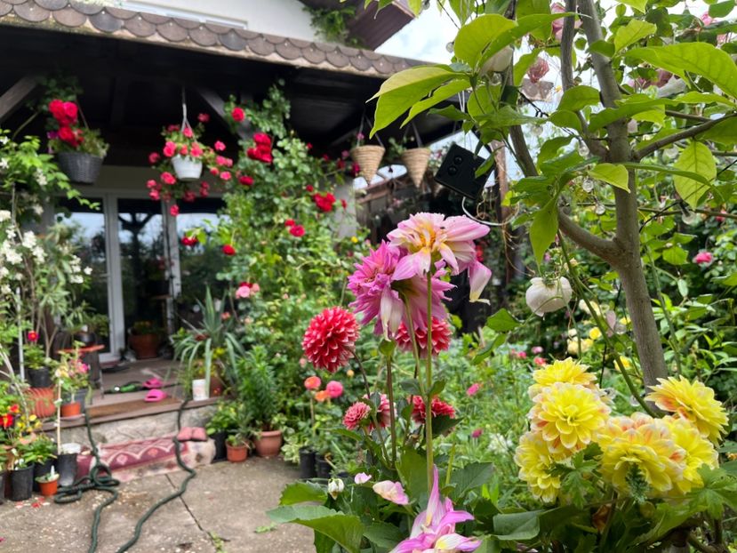 49AF8113-F12F-4B70-B052-1621C8177B64 - Trandafiri 2023 2