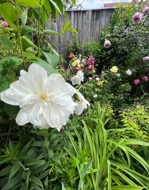 1120551F-BEB9-4008-A9C8-B2167ECEA9D4 - Trandafiri 2023 2