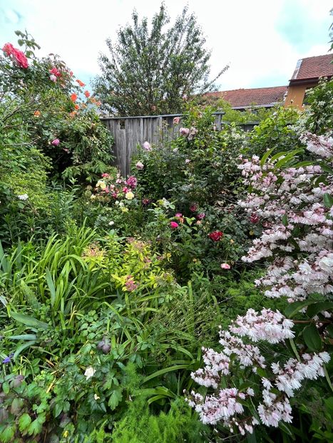 5EB0FEC8-E20D-4113-8F47-271437959880 - Trandafiri 2023 2