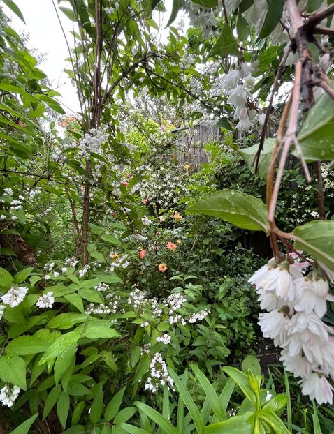 900036A5-1E43-4C53-8588-CCC4C946BB45 - Trandafiri 2023 2