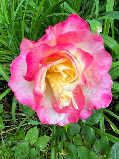 A96F99DF-A262-4B94-B7D1-E4E5A9564064 - Trandafiri 2023 2