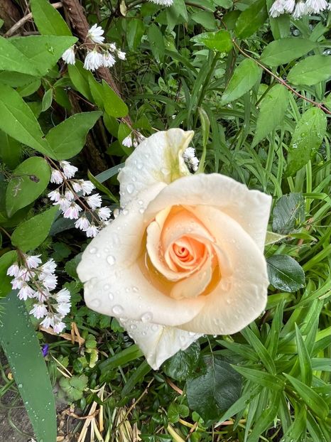 5DAAE595-CB0D-4DB5-B1F7-4E599CBA74F9 - Trandafiri 2023 2