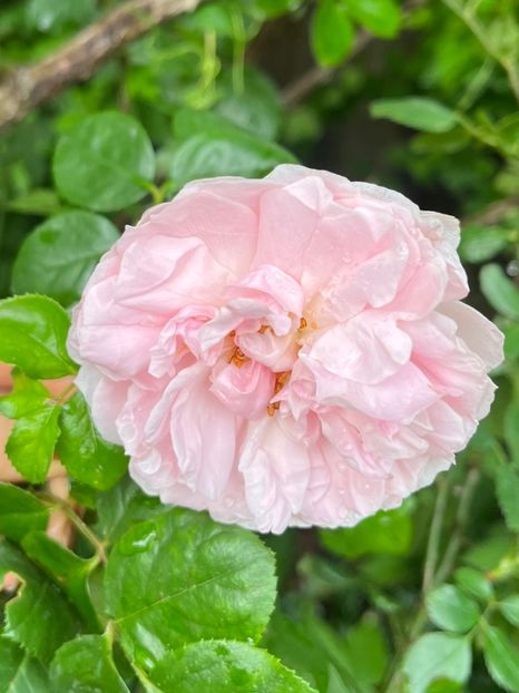 835E83A6-368F-4165-8EC6-3A6FDA177098 - Trandafiri 2023 2