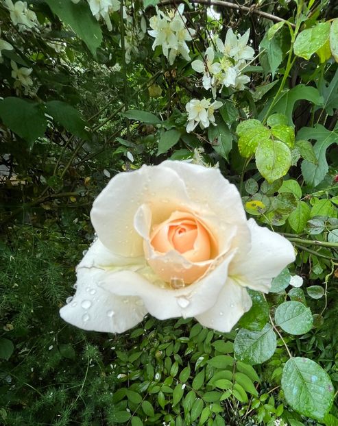 F6F9B85A-8E0C-4197-AE32-0D6D452429E3 - Trandafiri 2023 2