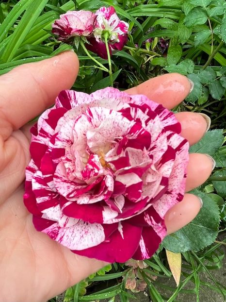 F329435A-9E25-48D7-8C9B-08CE1508725A - Trandafiri 2023 2