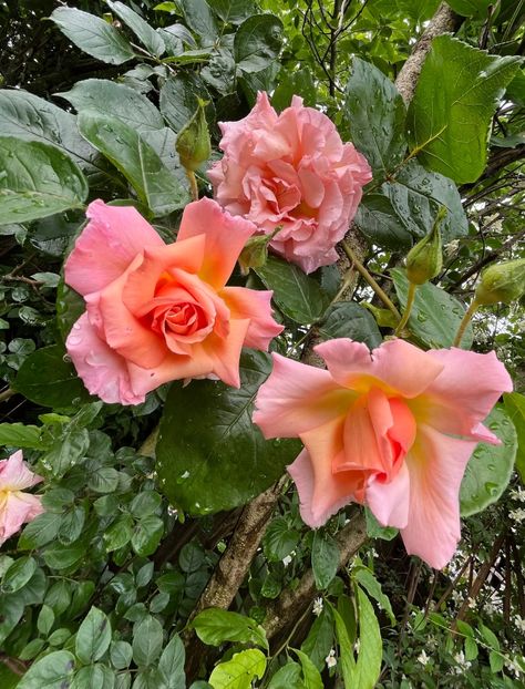 5DEA7754-957A-4657-8812-E4D81CFACAA9 - Trandafiri 2023 2