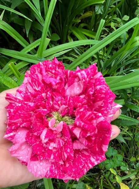 5AF0F5FC-DBB0-4C5B-A6B5-67BBD5E6B4C4 - Trandafiri 2023 2