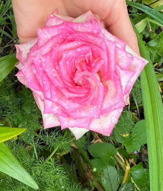 A3D11D63-BFB3-4CF7-B605-BDDF03258E5E - Trandafiri 2023 2