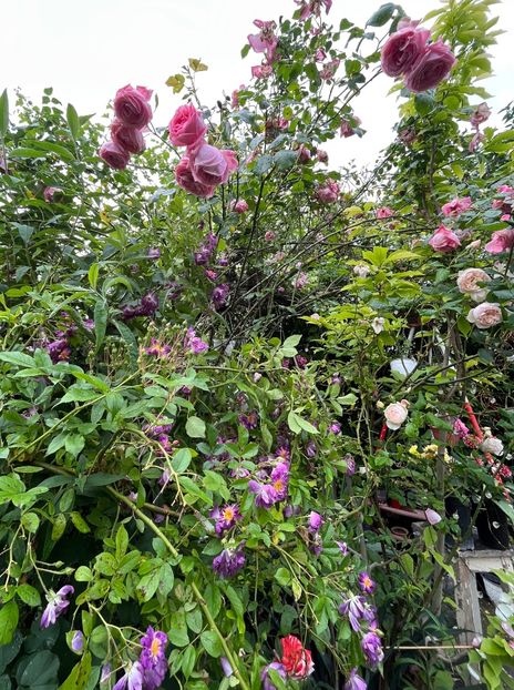 ADF62B34-63F9-467F-AD85-1358AF6F9BF2 - Trandafiri 2023 2