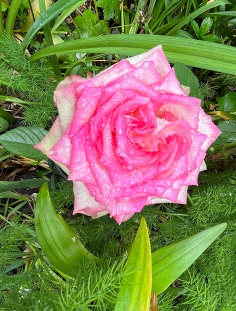 37C8AC2E-6668-4E8E-B9ED-E2EBC7BD1D82 - Trandafiri 2023 2