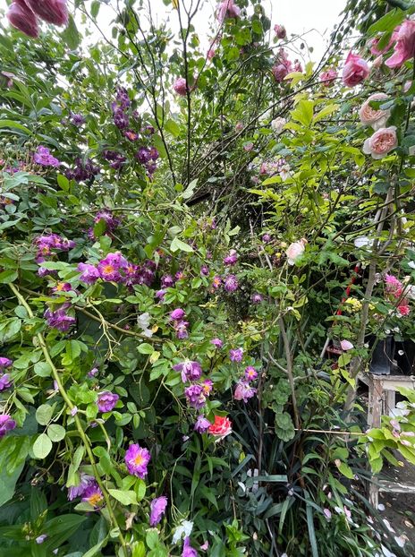 768FDC36-CDA2-4C03-9791-1E1B195E13FE - Trandafiri 2023 2