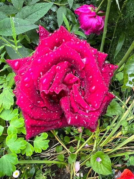 72FF7229-96DA-4E74-89DE-79EF22AADA9E - Trandafiri 2023 2