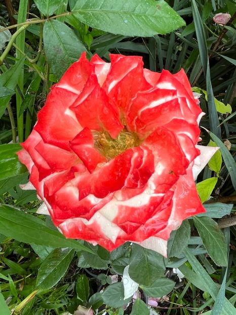 084C0E6E-D709-4183-9661-1D1ADDE62DB9 - Trandafiri 2023 2