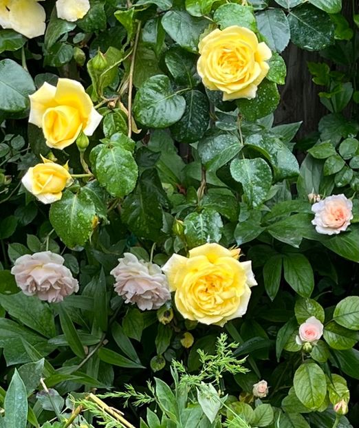 3637B3F0-C0FF-4044-A974-A981FD22B8DB - Trandafiri 2023 2