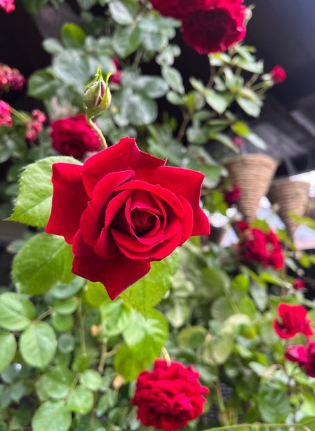 2B283364-87FC-4B1C-AAFD-5C60E5481221 - Trandafiri 2023 2