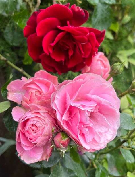 799F7619-87AF-4F5B-A959-1B1F0168ECF8 - Trandafiri 2023 2