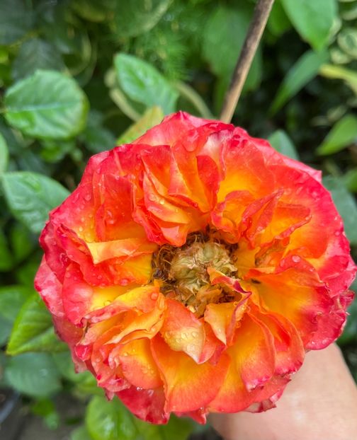 FC19FC0D-AC93-4437-AEC8-640F13DFF007 - Trandafiri 2023 2