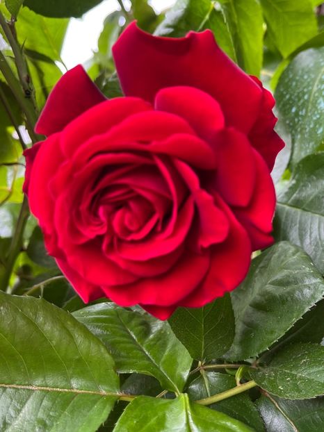 56C50789-82A1-481D-A6ED-09ACC643622F - Trandafiri 2023 2