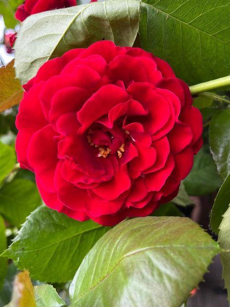 D2E489C2-2859-4269-BC8C-D0E068BD8782 - Trandafiri 2023 2